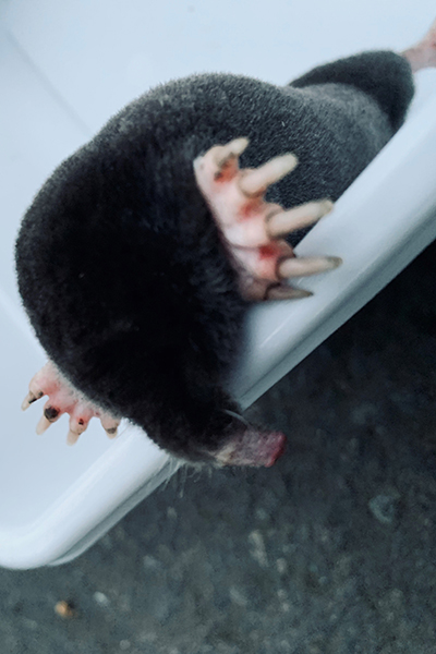 A mole hangs over the edge of a bucket. Prominent, pink paws with long claws are immediately apparent, as is the lobed snout and glossy, black fur.