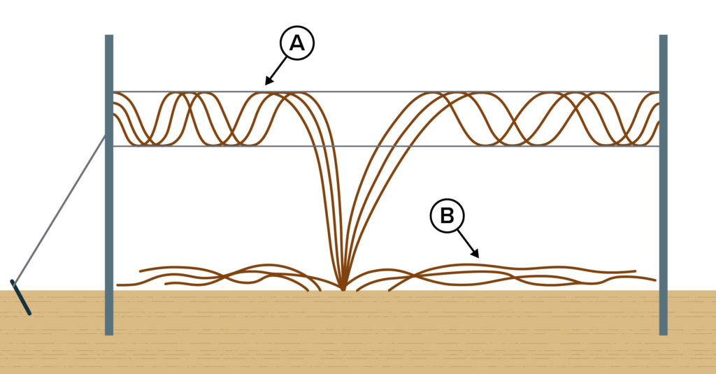 Illustration of training system for trailing blackberry where fruiting canes are woven around two upper training wires that are strung between two posts, marked with the letter “A,” while other fruiting canes are allowed to trail between the two posts at ground level, marked with the letter “B.” 