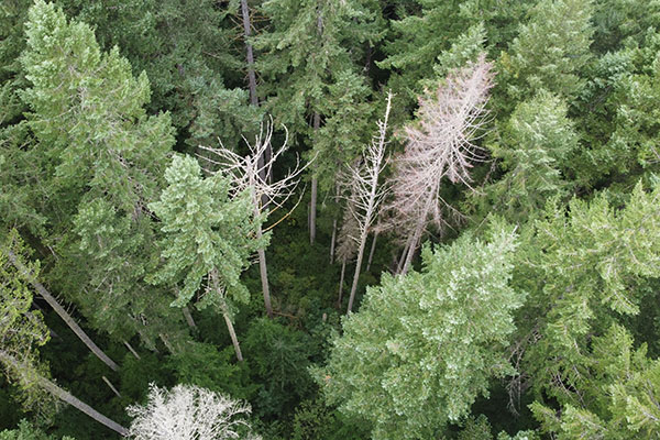A stand of evergreen trees and developing understory.