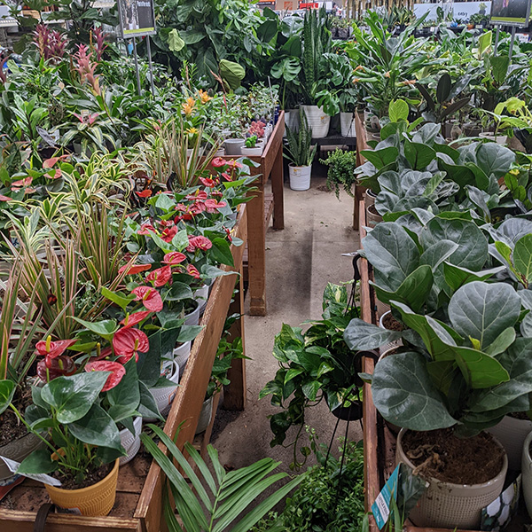 Rows and rows of different types of plants; some are on long tables, while others are arranged neatly at floor level.