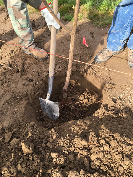 Two people work to plant a tree. The irregular hole they’ve dug accommodates the entirety of the roots without bending them.