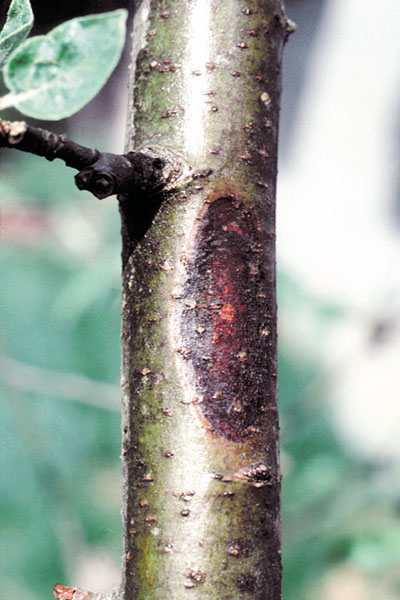 Reddish-brown spot of apple anthracnose on branch of apple tree.