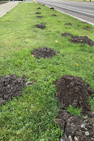 Many molehills are interspersed throughout a grassy island between a sidewalk and a street.
