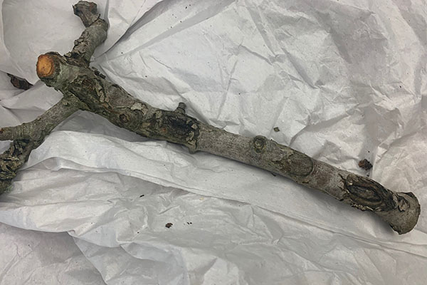 Apple anthracnose on severed tree branch against white background.