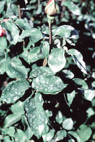 A plant is nearly coated with whitish powdery-looking spots. 