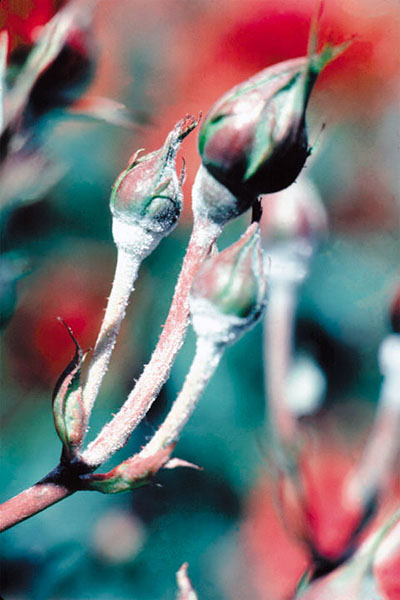Stem leading to unopened flower blossoms is coated nearly uniformly with powdery mildew.