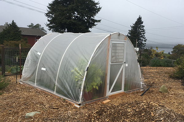 Small hoop house constructed from PVC hoops covered with clear greenhouse plastic, situated in a mulched garden area.