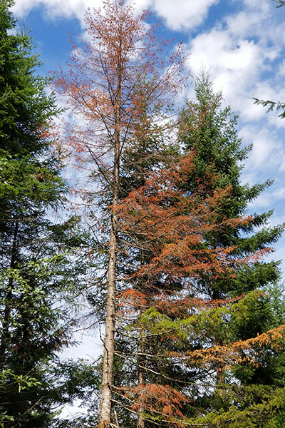 A dying evergreen tree with red needles.