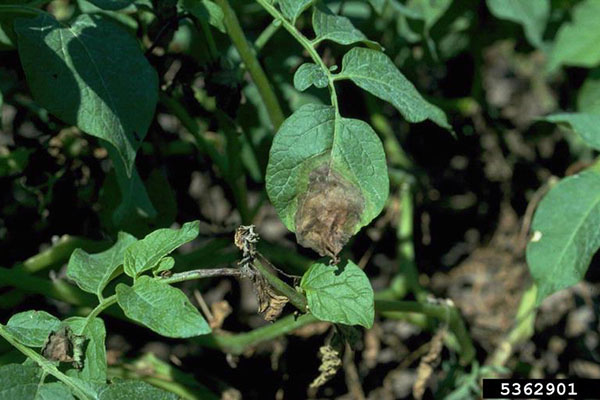 A close-up of a potato plant with green leaves showing signs of blight infection. One leaf in the center has a large dark brown, water-soaked lesion with a yellowish margin, while surrounding leaves and stems show beginning stages of decay and wilting.