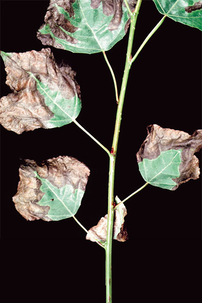 Poplar leaves showing marginal necrosis.