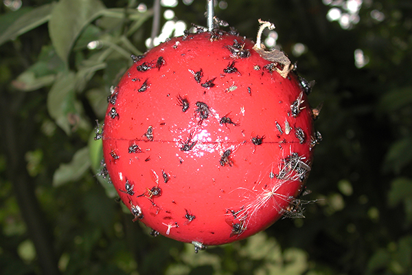 Red, globular sticky trap hanging in midair, showing an assortment of flies and windblown leaves and seeds stuck to the outside.