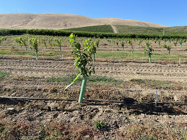 Pale green plastic wraps envelop the bases of many young fruit trees in an orchard.