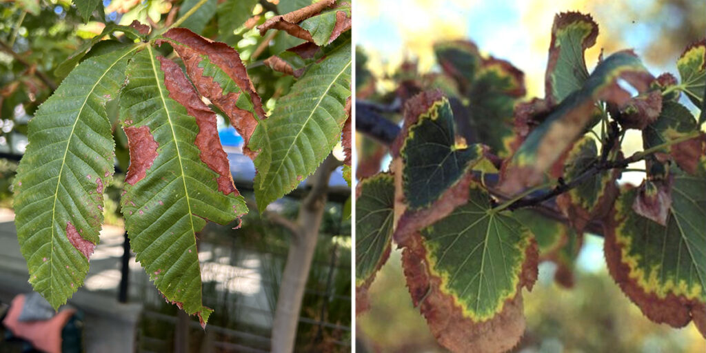 Two close-up photos showing water stress symptoms on tree leaves: left, California buckeye leaves with brown, dry edges; right, littleleaf linden leaves with browned, curled margins.