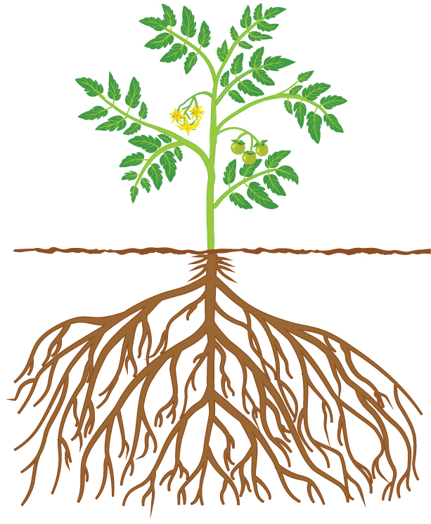 Tomato plant illustration showing a deep root network.