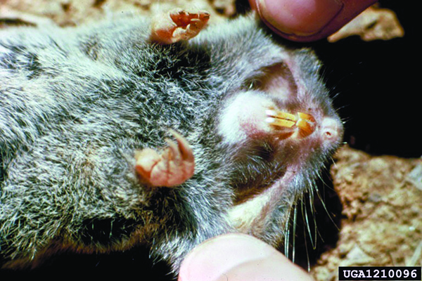 Someone pulls back the cheeks of a pocket gopher, revealing the long, prominent, yellowish incisors.