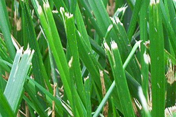 Close-up of frayed, straw-colored grass tips.
