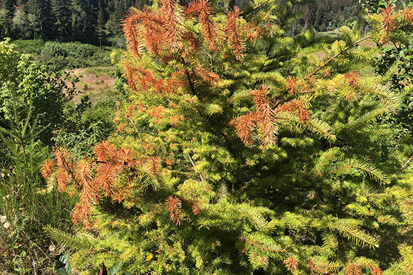 Douglas-fir tree with reddish needles on many branch tips.