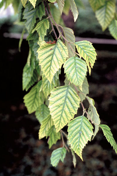 River birch leaves showing the tell-tale signed of iron deficiency-induced chlorosis, including yellowing.