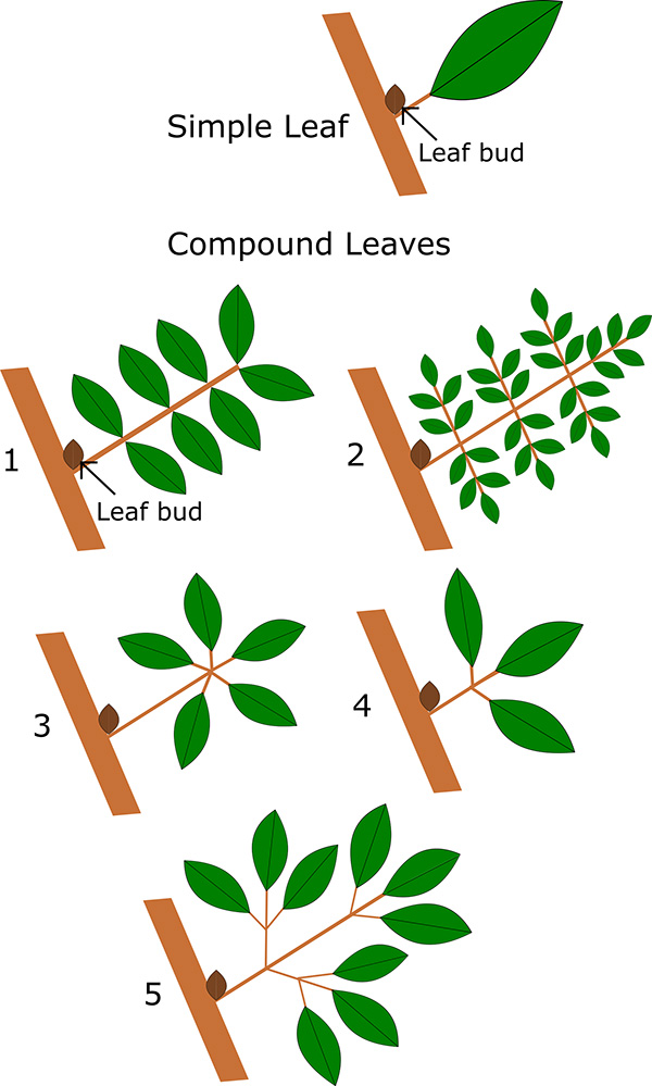 Diagram illustrating six types of simple or compound leaves and axillary bud attachment. Simple leaf with leaf bud is unnumbered. From top to bottom: (1) Pinnately compound leaflets have opposite attachment. (2) Bipinnately compound means a twice compound pinnate leaf. (3) Palmately compound means that leaflets are attached at center point. (4) Trifoliate refers to a set of three leaves with central attachment. (5) Trifoliate compound is a twice compound trifoliate leaf.