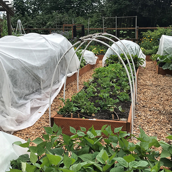 Vegetable garden with raised beds, some covered by white floating row covers supported by curved PVC hoops, used for pest and frost protection. Uncovered beds show leafy green plants growing in mulched paths, surrounded by fencing and trees in the background.