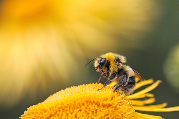 Close-up of bee on yellow flower.