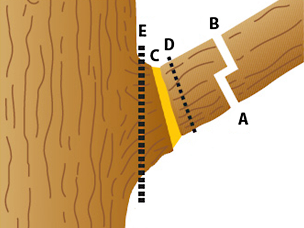 Illustration showing proper way to remove a large limb. “A” indicates a bottom cut about six inches from the trunk, while “B” is a top cut made slightly farther out from “A.” “C” indicates where to make the final, proper cut just outside of the branch collar to remove the stub, while the dotted line at “D” indicates the improper stub cut location. Cutting too close to the trunk straight down at the dotted line at “E” would result in damage to the branch collar, inhibiting wound healing.