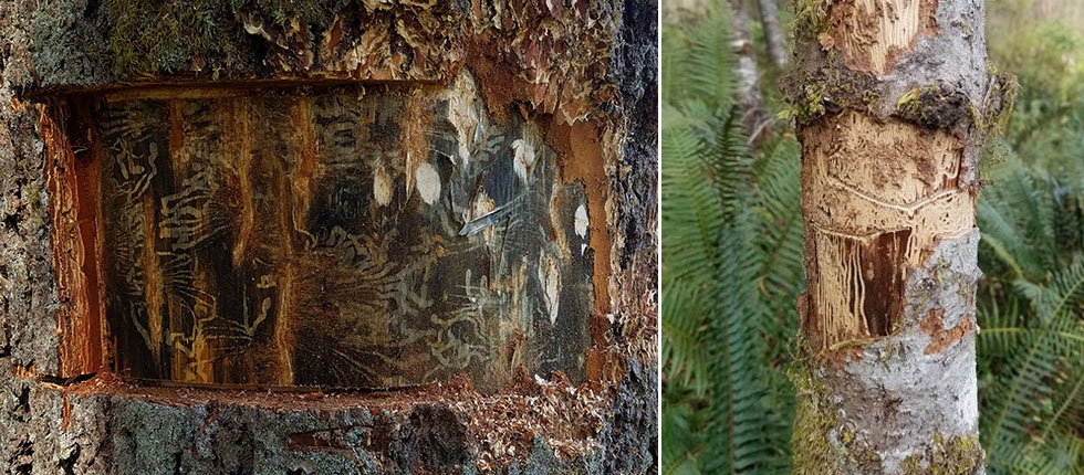 Douglas-fir beetle gallery.
Fir engraver beetle gallery.