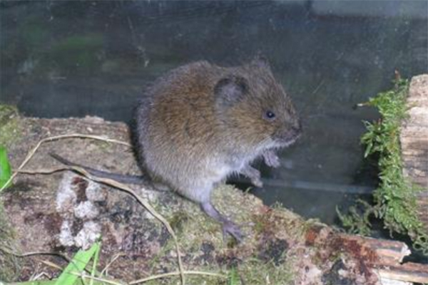 Close-up of the Townsend’s vole on its hind legs.