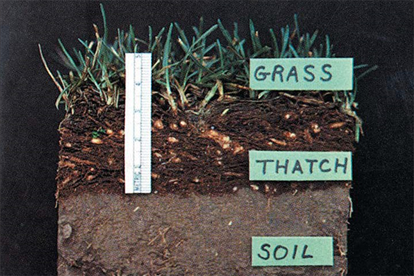 Labeled cross-section of grass, thatch, and soil. The thatch layer is a darker brown compared to the lighter brown of the soil layer.