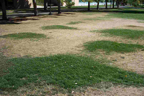 Lawn with irregular brown patches and green spots caused by uneven irrigation from low water pressure.