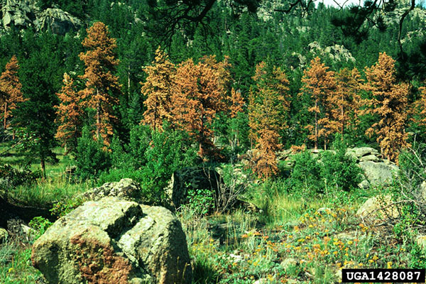 Dead and dying trees flushing red and interspersed in an otherwise healthy looking forest.