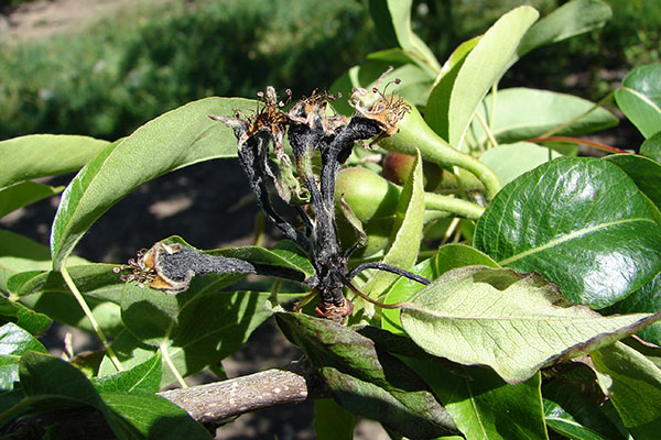 Black, necrotic flowers on pear.