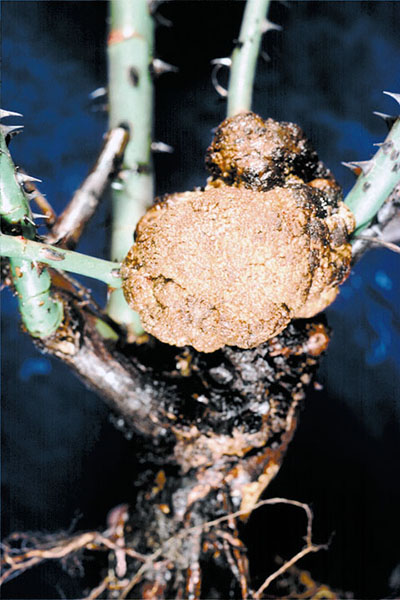 Close-up of bulbous crown gall on tip of rose cane.