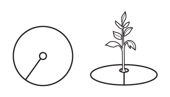 Two drawings showing circular paper discs with center holes used around plant stems. One shows the disc alone; the other shows it placed around the base of a young plant to prevent root maggot flies from laying eggs.