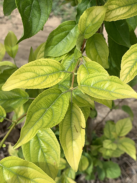 Yellowish, pale-green apples leaves.