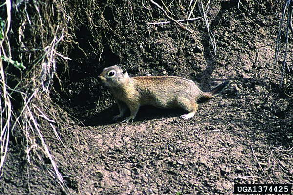 Ground squirrel outside its burrow.