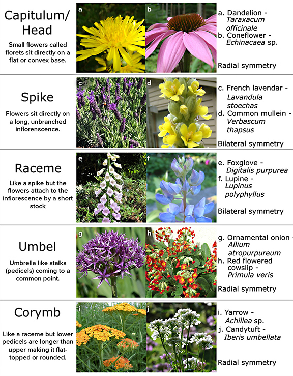 Examples of five inflorescence types in flowering plants. Capitulum/head: dandelion and coneflower with radial symmetry. Spike: French lavender and common mullein with bilateral symmetry. Raceme: foxglove and lupine, bilateral symmetry. Umbel: ornamental onion and red-flowered cowslip, radial symmetry. Corymb: yarrow and candytuft, radial symmetry.