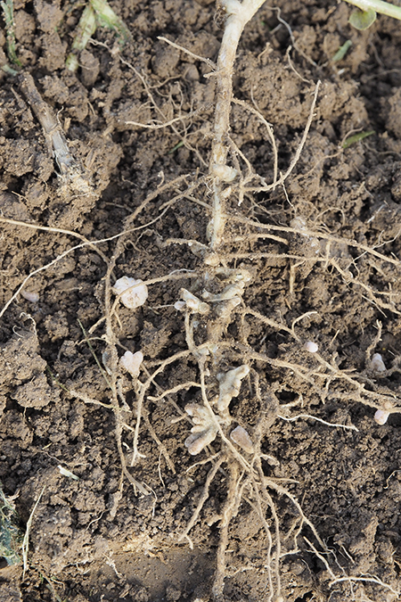 Multiple nodules can be seen within a pea’s root network.