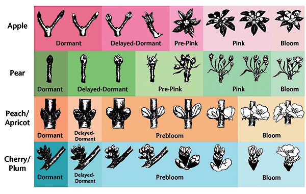 A chart showing the stages of bud and flower development for four types of fruit trees: apple, pear, peach/apricot, and cherry/plum. The chart is divided into rows by fruit type and columns by development stage, with simple black illustrations of buds and blossoms on a colored background. In the Apple row (pink background), stages progress from Dormant (bare forked twigs), to Delayed-Dormant (swollen buds), to Pre-Pink (buds showing petals inside), to Pink (clusters of petals partially open), and finally Bloom (fully open blossoms). In the Pear row (green background), stages begin with Dormant (narrow, pointed bud), Delayed-Dormant (bud swelling), Pre-Pink (clusters of tight flower buds), Pink (buds separating with petals showing), and Bloom (fully opened pear blossoms). In the Peach/Apricot row (orange background), stages show Dormant (plump bud), Delayed-Dormant (swollen bud), Prebloom (buds swelling further and petals emerging), and Bloom (large, fully opened blossoms). In the Cherry/Plum row (blue background), stages start with Dormant (small, clustered buds), Delayed-Dormant (buds swelling), Prebloom (buds enlarging with petals visible), and Bloom (open cherry or plum blossoms). Each stage is labeled at the bottom of the corresponding illustration, showing how tree fruit buds progress from winter dormancy through swelling, color showing, and finally full bloom.