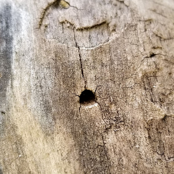 A hole in the tree’s outer bark shows an arched top and flatter bottom.