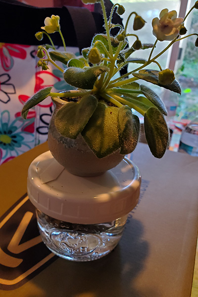 African violet in a pot on top of a half-pint canning jar that is filled with water.