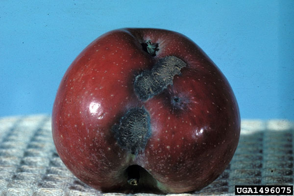 Apple scab on apple, showing indented, blackened areas.