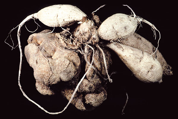 Crown gall on dahlia tubers.