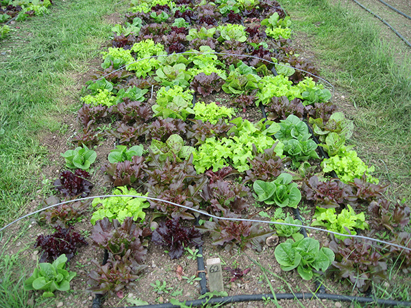 Lettuce heads in a garden plot.