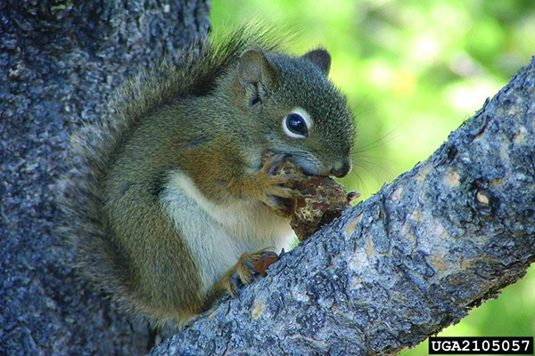 Red squirrel on a tree branch holding and chewing what appears to be a pinecone.