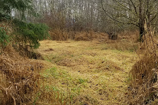 Reed canary grass dominates a clearing in a forest.