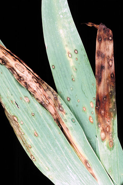 Close-up of long green leaves showing circular, tan, and brown lesions with dark borders and areas of browning and decay along the edges, indicating fungal leaf spot disease. The background is solid black for contrast.