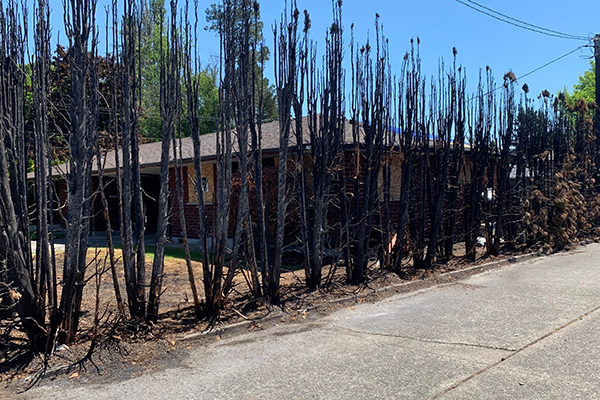 Row of burned arborvitae trees beside a house, showing blackened trunks and scorched ground after a fire spread through the closely spaced hedge.