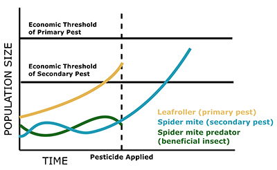 A line graph shows population changes of a primary pest, a secondary pest, and a beneficial insect before and after pesticide application. The x-axis represents time, with a vertical dashed line marking when pesticide is applied. The y-axis represents population size. Two horizontal lines indicate “Economic Threshold of Primary Pest” (higher) and “Economic Threshold of Secondary Pest” (lower). The gold line for Leafroller (primary pest) increases gradually, approaching its economic threshold before pesticide use, then drops after pesticide use. The blue line for Spider mite (secondary pest) starts low and stable, then rises sharply after pesticide application, surpassing its threshold. The green line for Spider mite predator (beneficial insect) fluctuates but drops after pesticide use. The figure illustrates that applying pesticide for the primary pest can suppress beneficial insects and allow the secondary pest to surge above damaging levels.