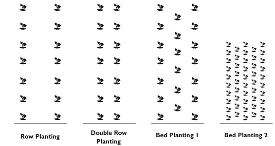 Illustration of row and bed planting designs. Left-most design has the label “Row Planting” and shows two rows spaced farthest apart, compared to the other three designs. The next column to the right is labeled “Double Row Planting” and shows two rows more tightly spaced. Second from right column is labeled “Bed Planting 1” and is the same as the “Row Planting” column, except there is a third, staggered row of plants between the two outermost rows. The final right-most column has the label “Bed Planting 2” and shows five staggered rows of smaller-sized plants.